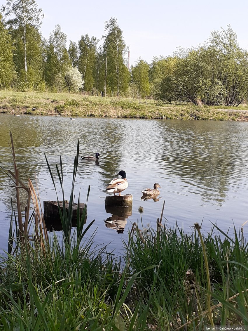 Прогулка у пруда маленькой руби (фото 2)
