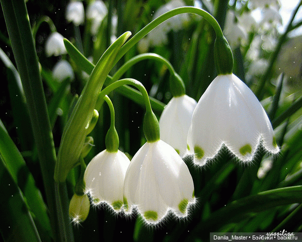 С Праздником, дорогие Волшебницы (фото 3)