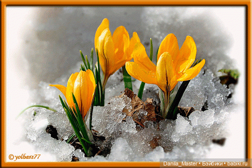 С Праздником, дорогие Волшебницы (фото 6)