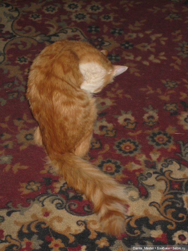 Про лето. Про Крым. Про беду. И про хороших людей. Дача Стамболи