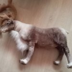 Большой северный олень