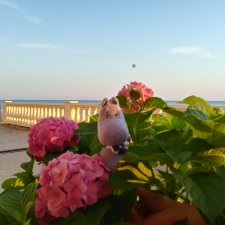 Как Гоша отдохнул на море