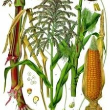 Царица полей