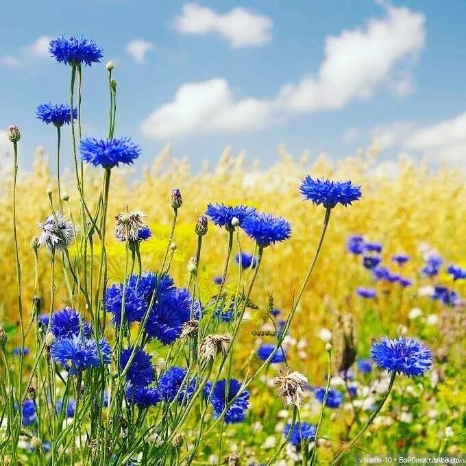 Куклы Gans, Seyfarth, Reinhardt