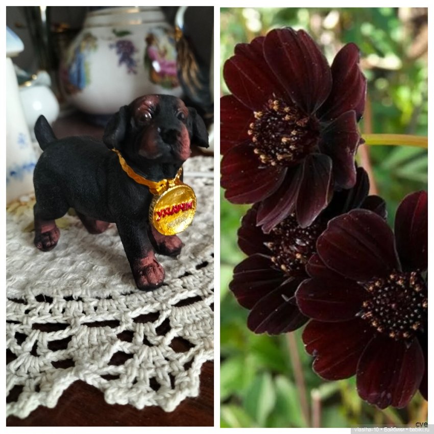 Александр Иванович Куприн и его пёс по кличке Сапсан (фото 8)