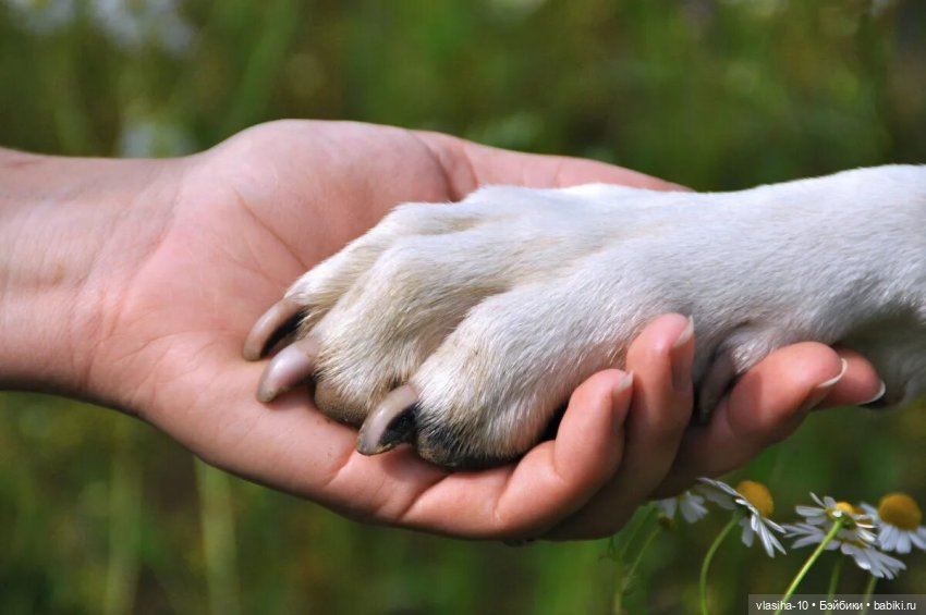 Александр Иванович Куприн и его пёс по кличке Сапсан (фото 10)