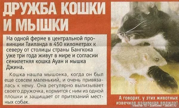 Дружба кошки и мышки. Знак вопросительный или восклицательный (фото 7)