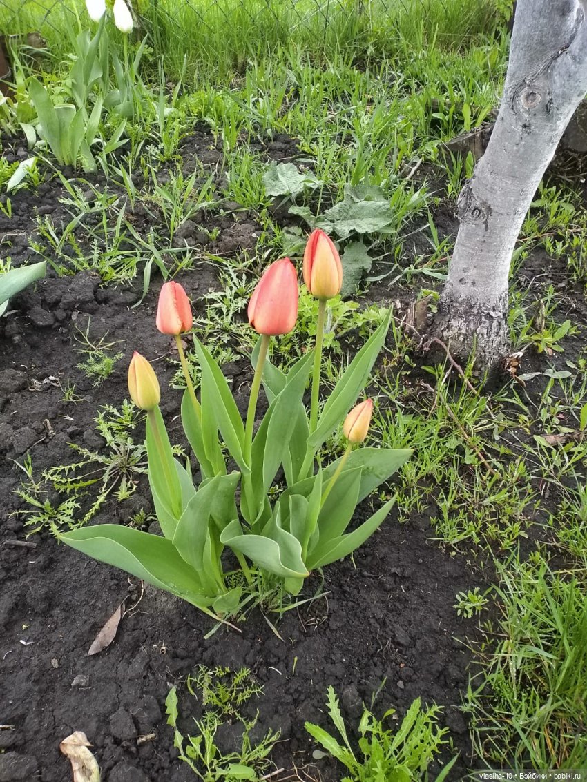 Все те же ляльки из Польши