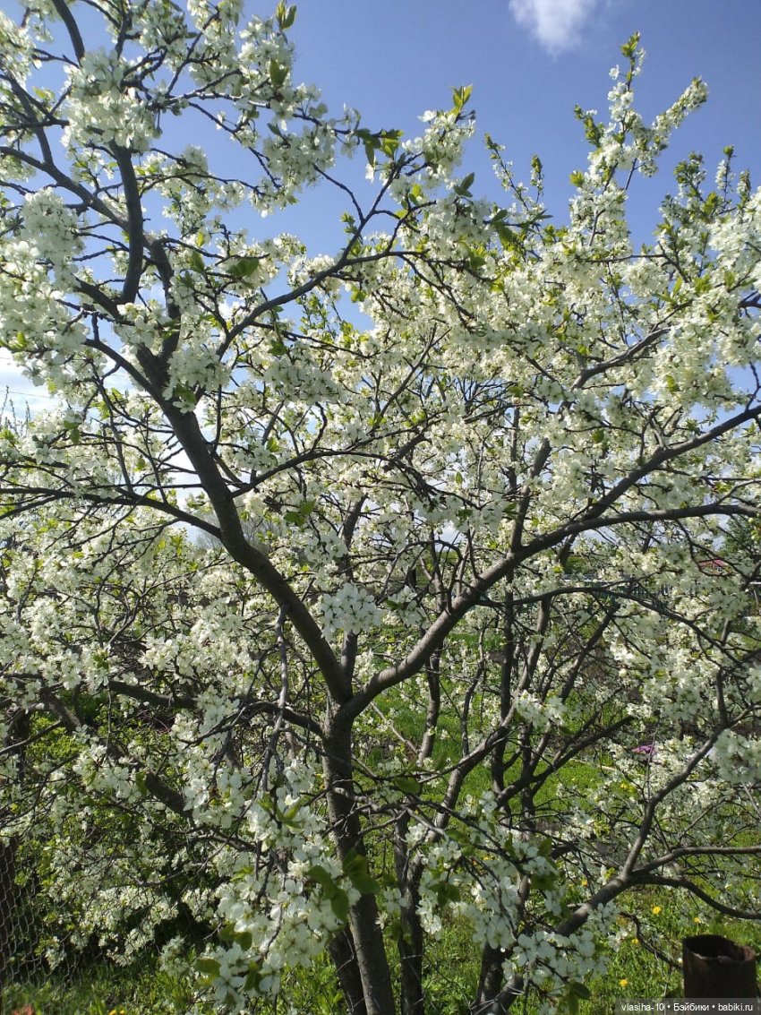 Все те же ляльки из Польши