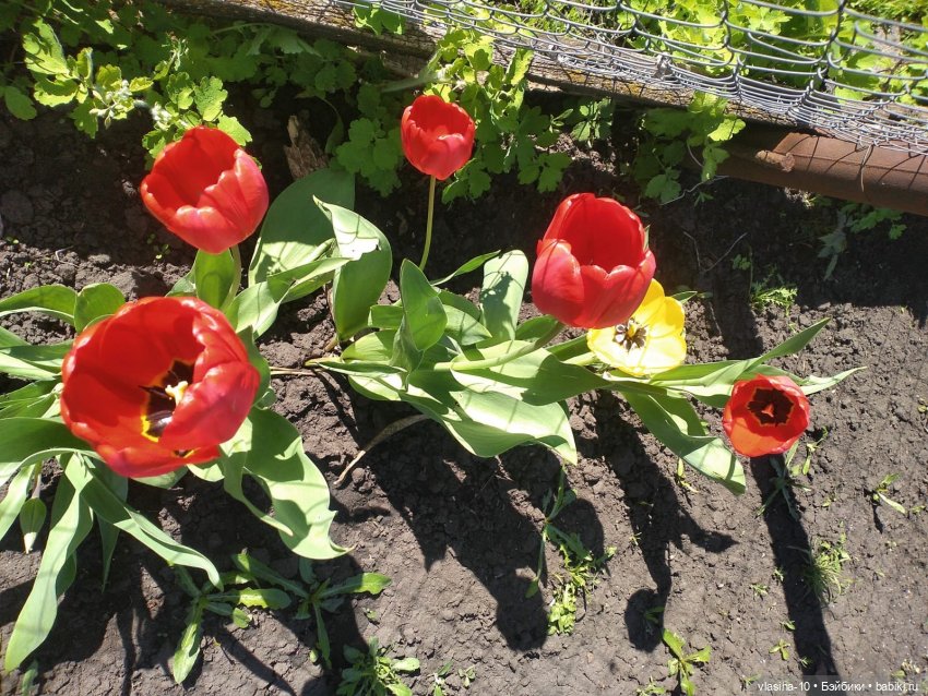 Все те же ляльки из Польши