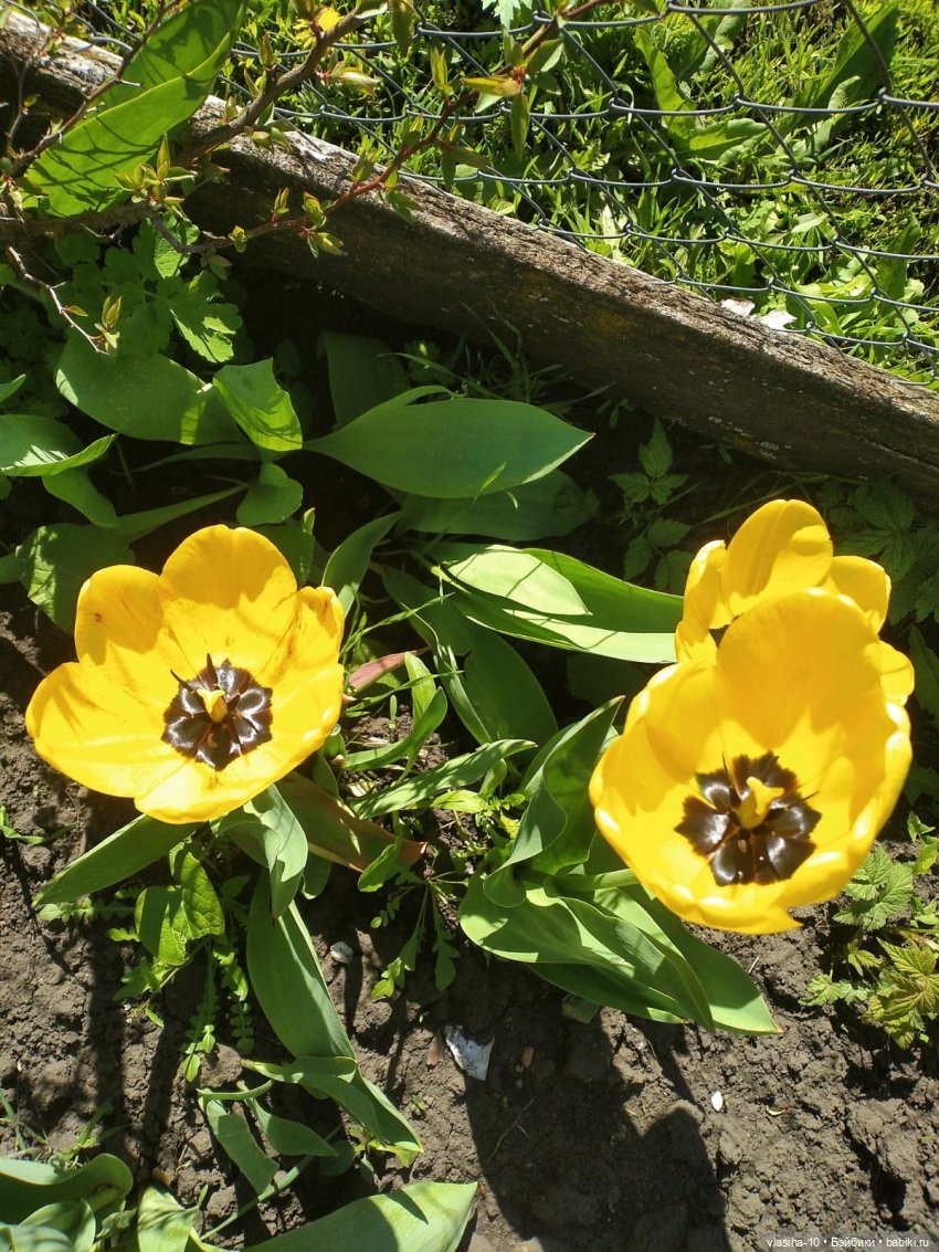 Все те же ляльки из Польши