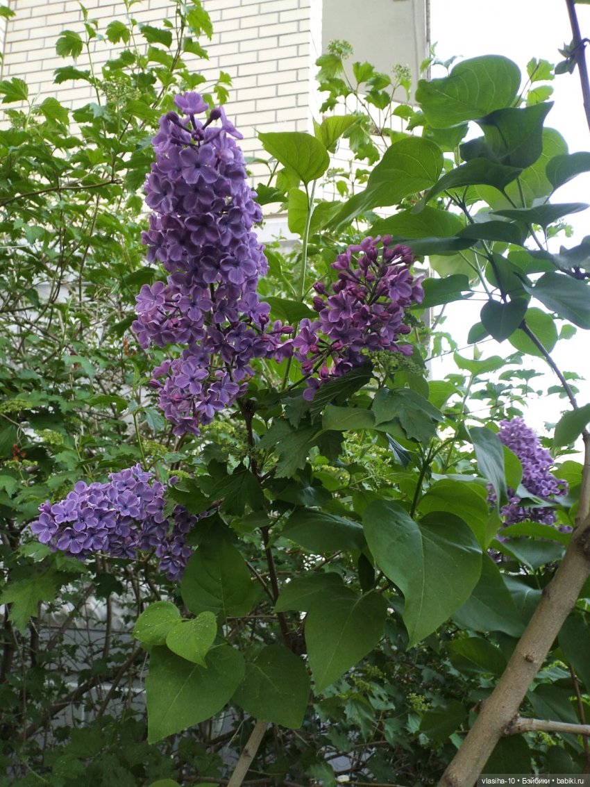 Смотри и наслаждайся! Автор кукол и игрушек - Нина Молостнова