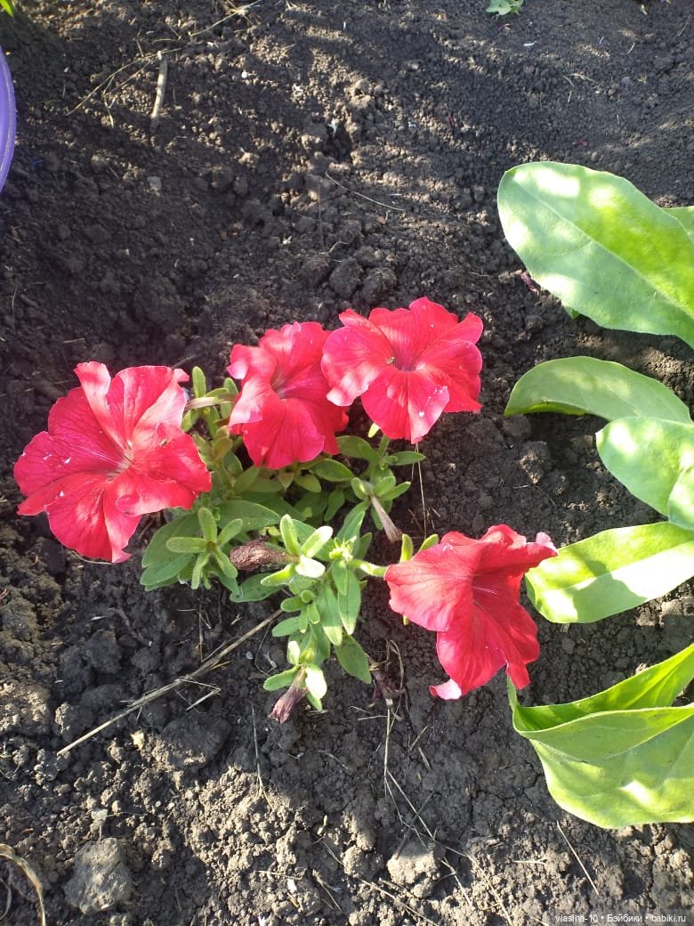 Текстильные звери — Текстильные игрушки и примитивы: кофейные