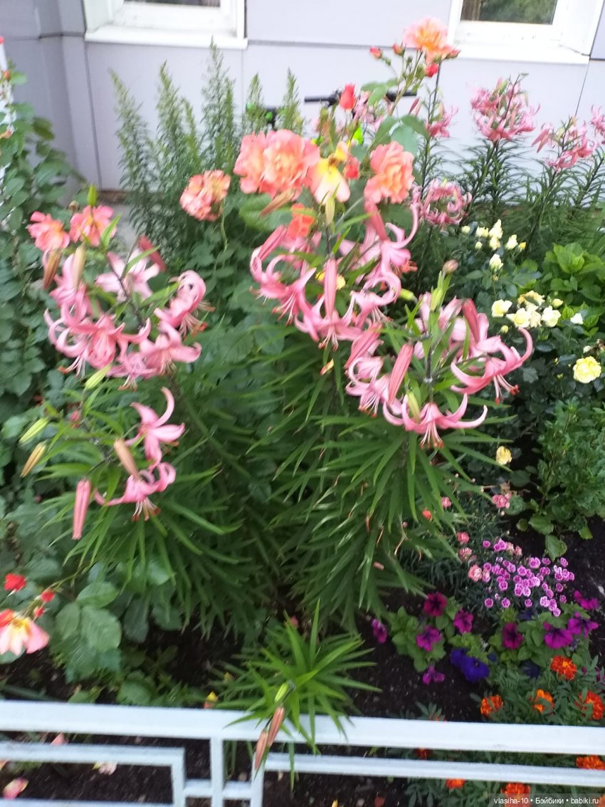 Fancy. Подари себе улыбку