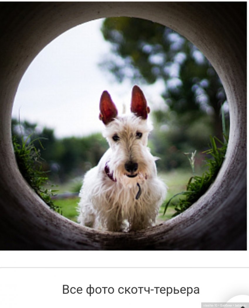 Возвращение Чарли домой — Игрушки СССР и советского детства: резиновые (фото 8)