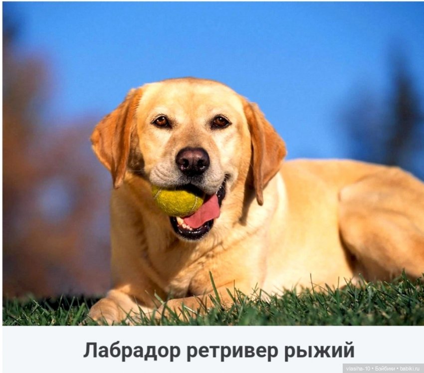 Солнечный щенок Гомельской фабрики и нашествие желто-рыжих собак