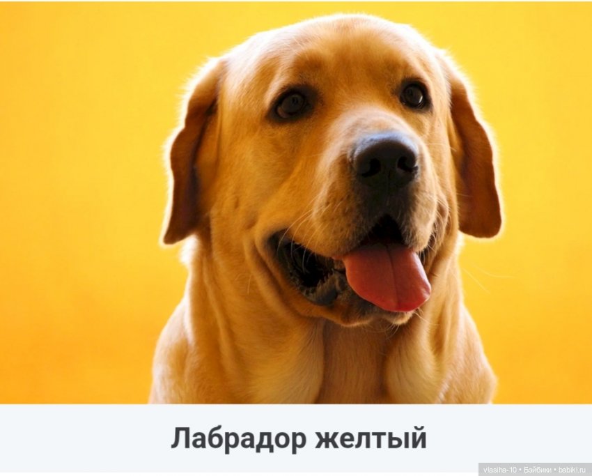 Солнечный щенок Гомельской фабрики и нашествие желто-рыжих собак