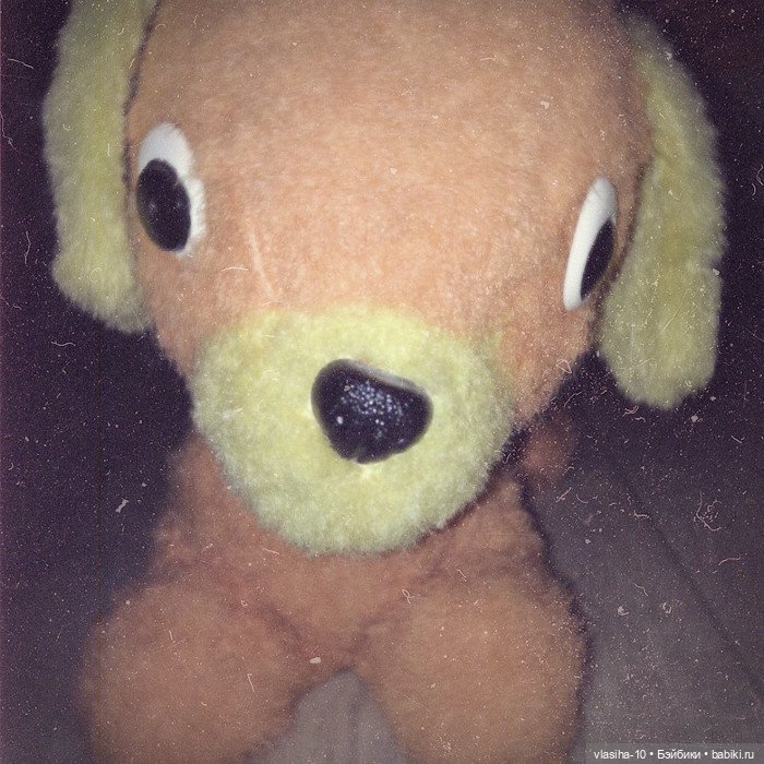 Солнечный щенок Гомельской фабрики и нашествие желто-рыжих собак