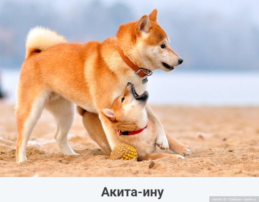 Солнечный щенок Гомельской фабрики и нашествие желто-рыжих собак