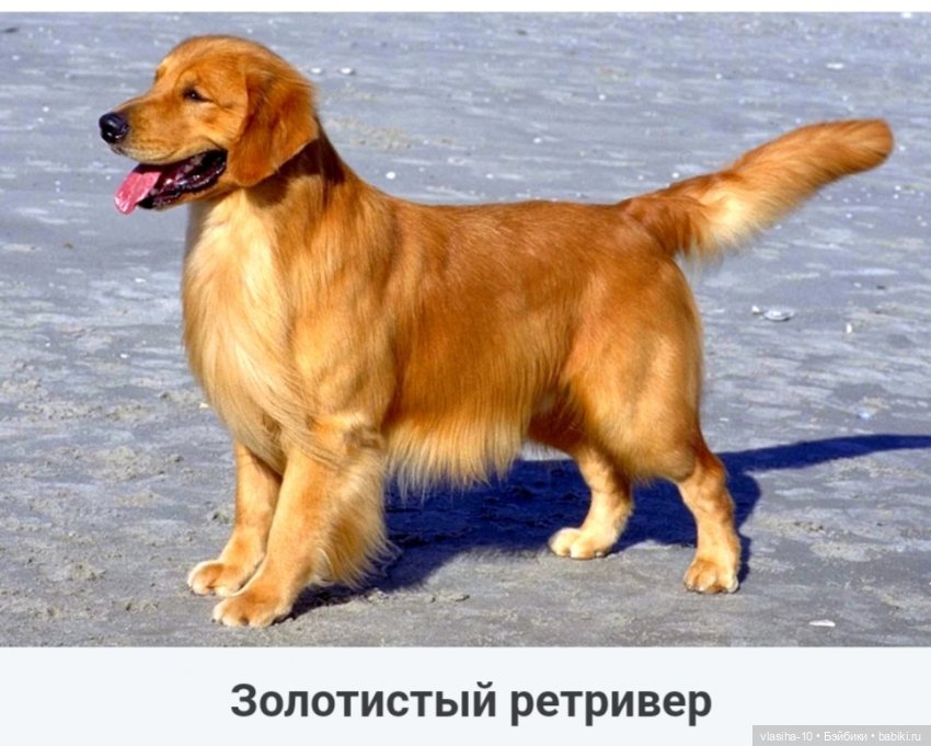 Солнечный щенок Гомельской фабрики и нашествие желто-рыжих собак