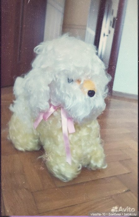 Солнечный щенок Гомельской фабрики и нашествие желто-рыжих собак