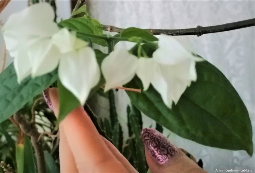 Нэнси Фамоса, Зимнее путешествие