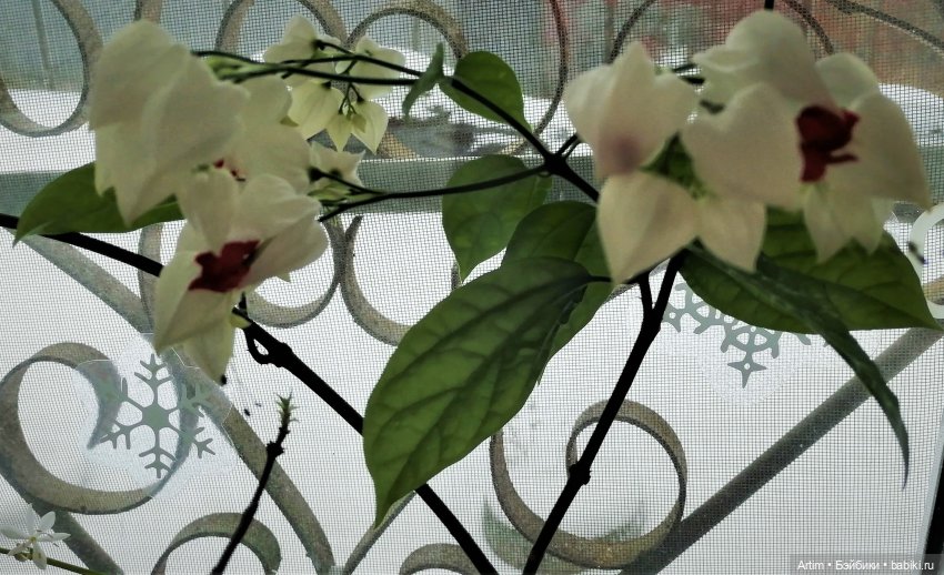 Нэнси Фамоса, Зимнее путешествие