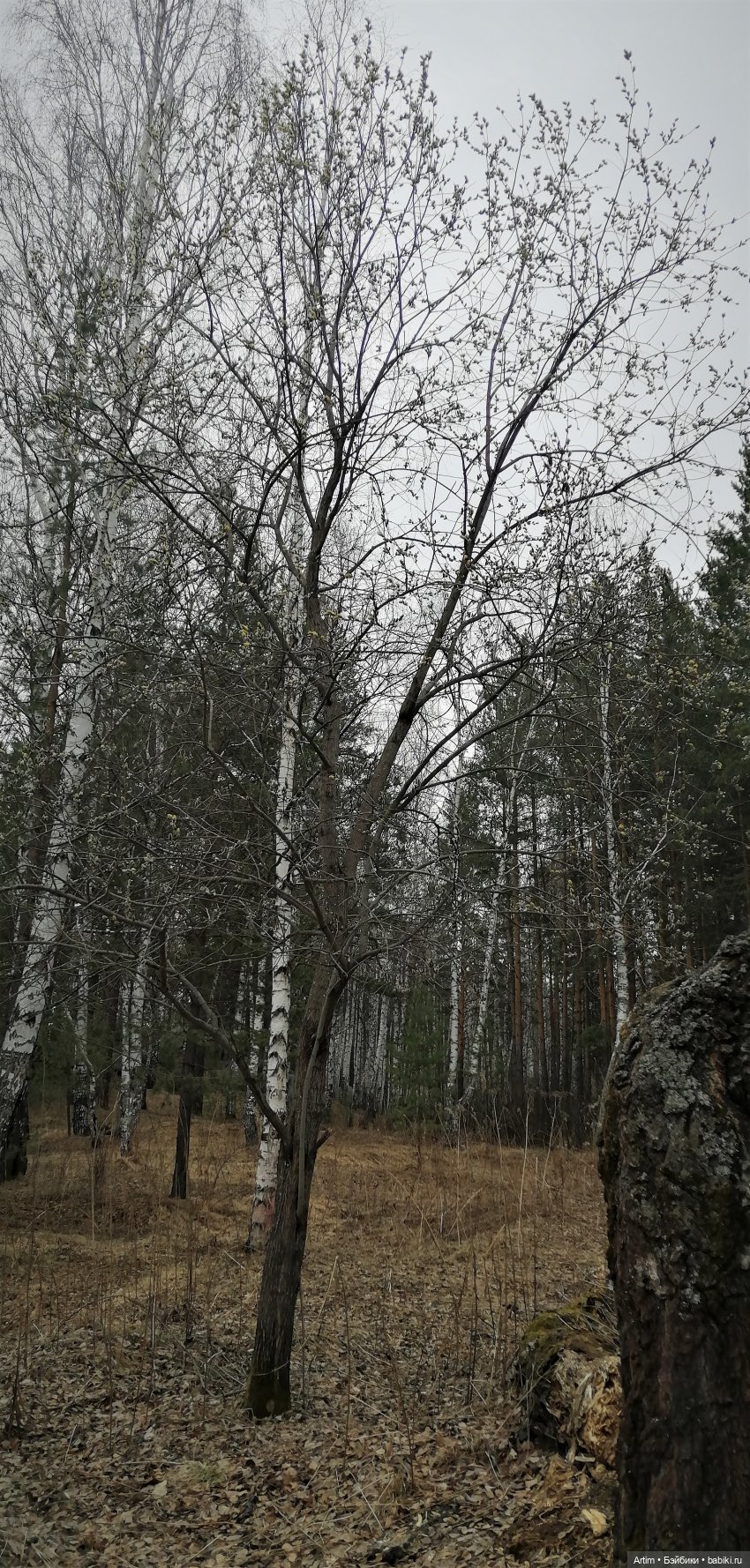 Нэнси Вербное воскресенье - прогулка на каменные палатки