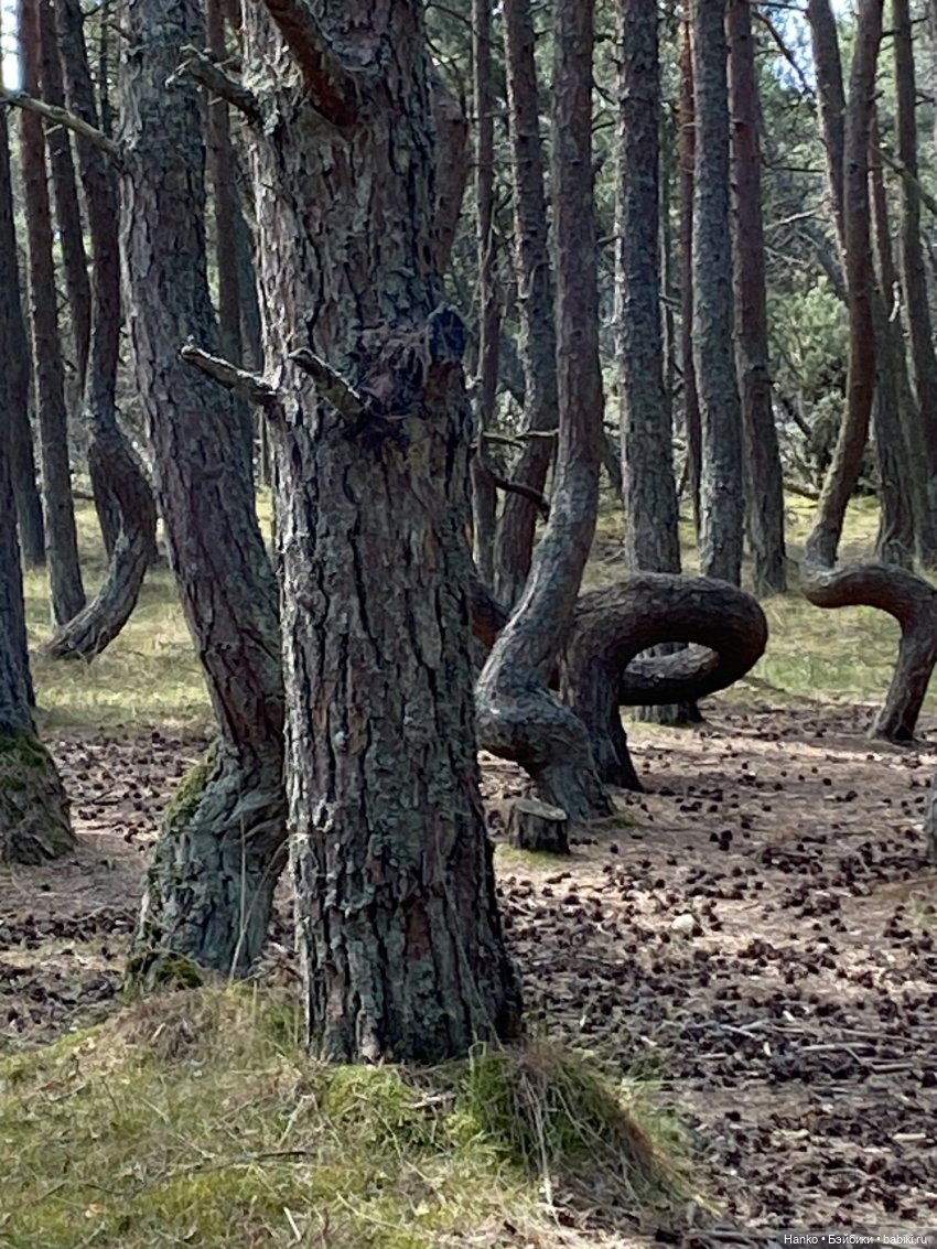 Путешественники — Куклы Kelly (Келли): Сестра Барби