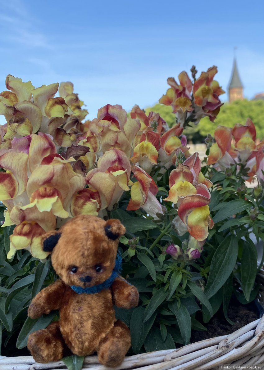 Путешественники — Куклы Kelly (Келли): Сестра Барби (фото 3)