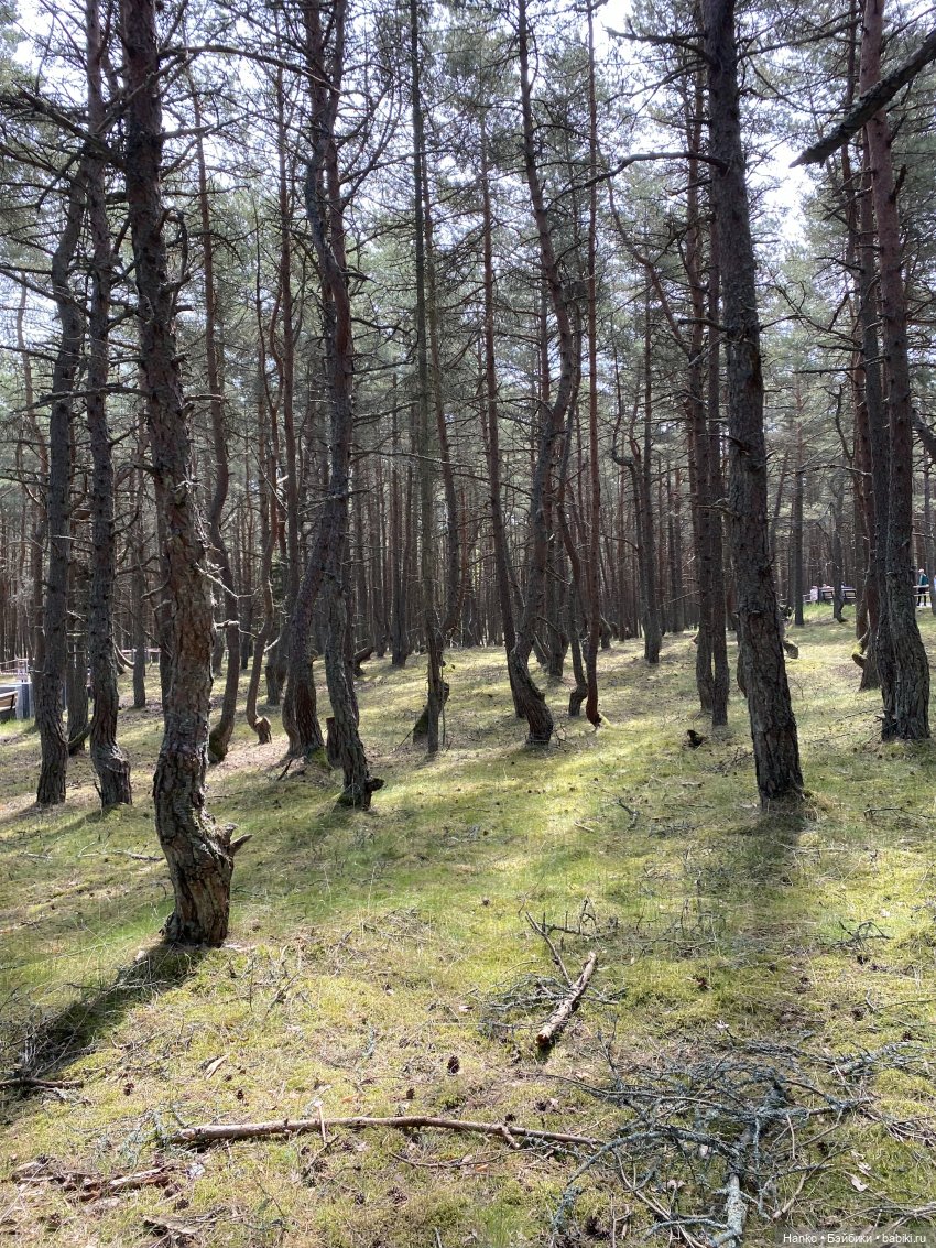Путешественники — Куклы Kelly (Келли): Сестра Барби