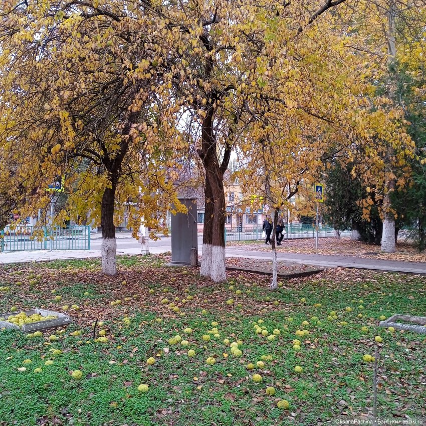 "В последний вагон " уходящей осени ( У вас еще нет Минуш?) (фото 4)