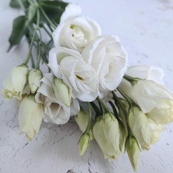 Куклосемья и лизиантус