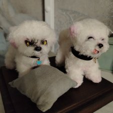 Собачка Бишон-фризе