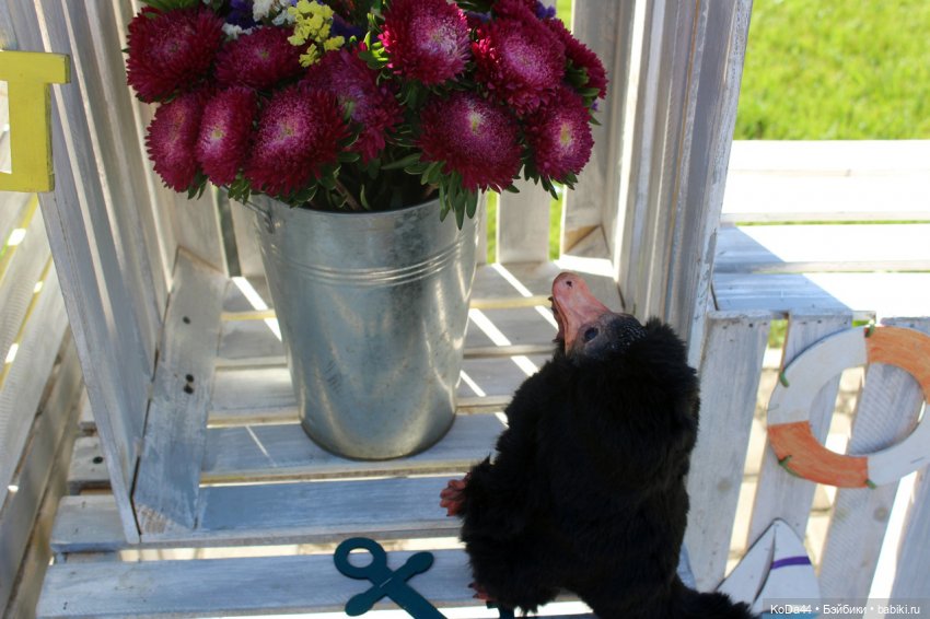 Фагот и Нюхль или приключение двух проказников (фото 2)