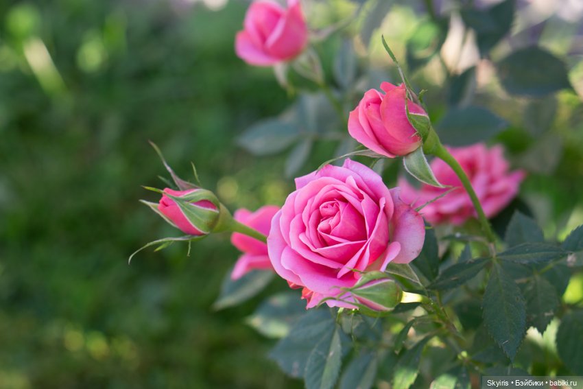 Большая компания дюймовочек American girl и Lori