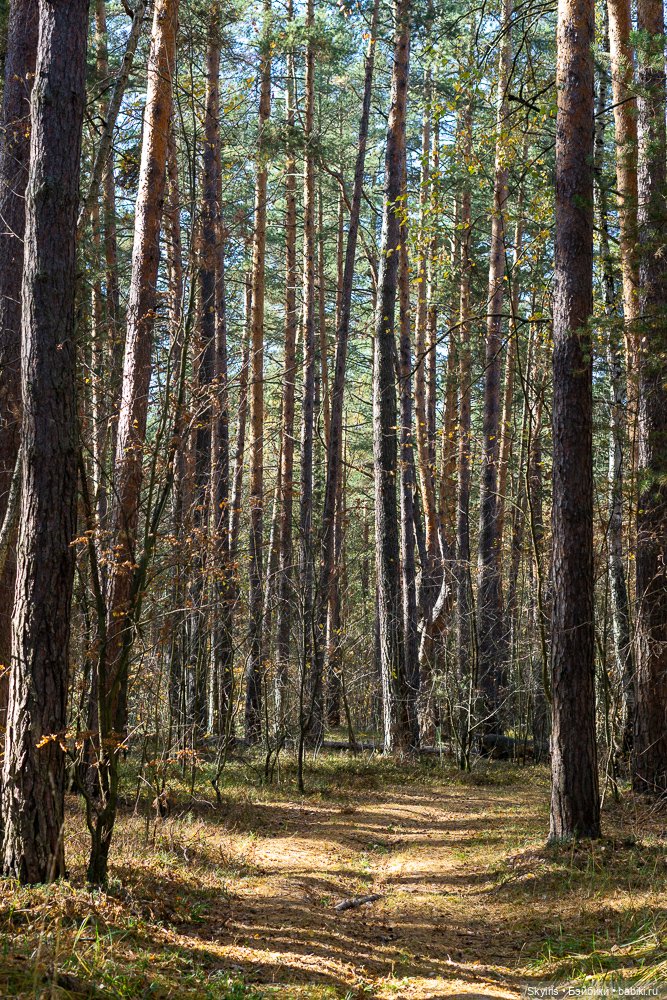 Zwergnase Ann-Maja: девочка осень и лисенок