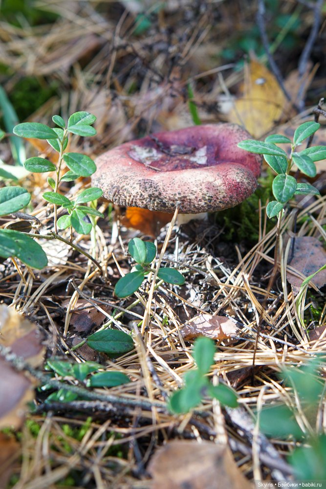 Zwergnase Ann-Maja: девочка осень и лисенок (фото 9)