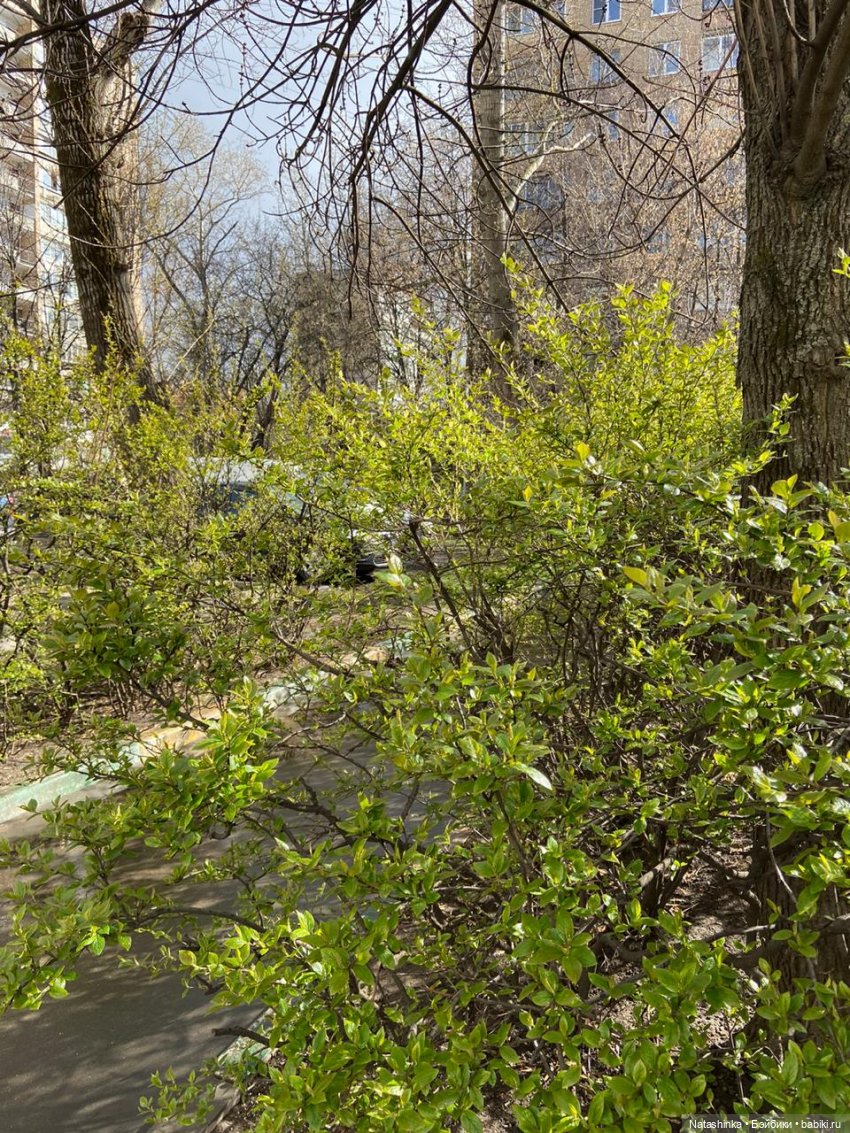 Fashion Dolls 43 — Куклы Звезды подиума (Angel Collection): шарнирные (фото 6)