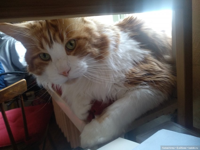 Fashion Dolls 47 — Куклы Звезды подиума (Angel Collection): шарнирные (фото 2)