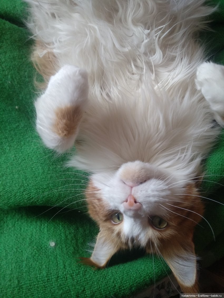 Fashion Dolls 47 — Куклы Звезды подиума (Angel Collection): шарнирные