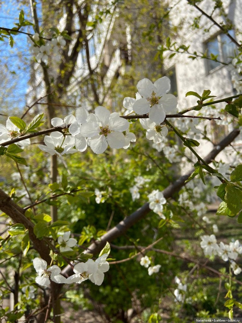 Fashion Dolls 49 — Куклы Звезды подиума (Angel Collection): шарнирные (фото 2)