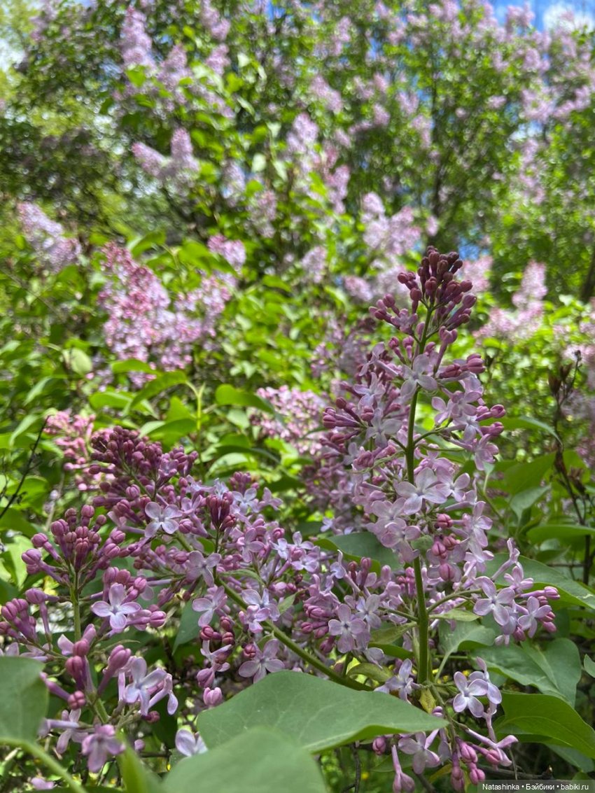 Fashion Dolls 64 — Куклы Звезды подиума (Angel Collection): шарнирные (фото 5)