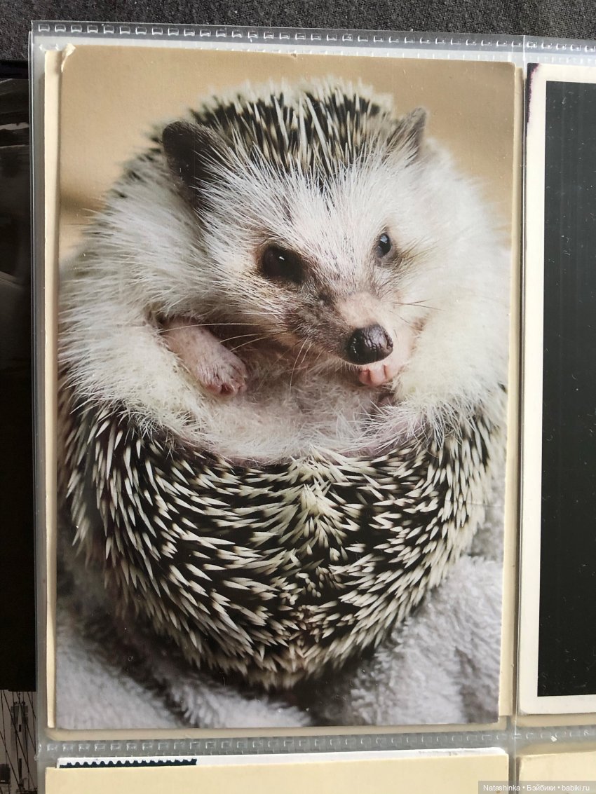 Fashion Dolls 66 — Куклы Звезды подиума (Angel Collection): шарнирные (фото 7)