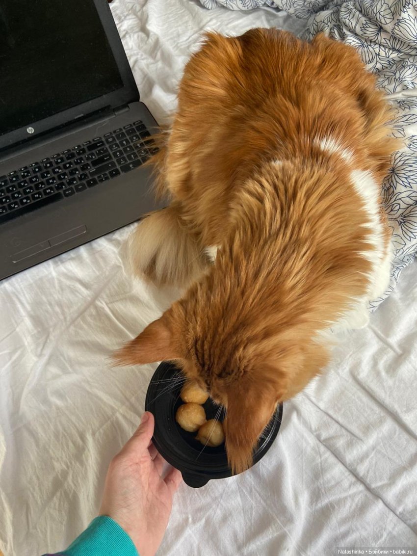 Fashion Dolls 66 — Куклы Звезды подиума (Angel Collection): шарнирные (фото 3)