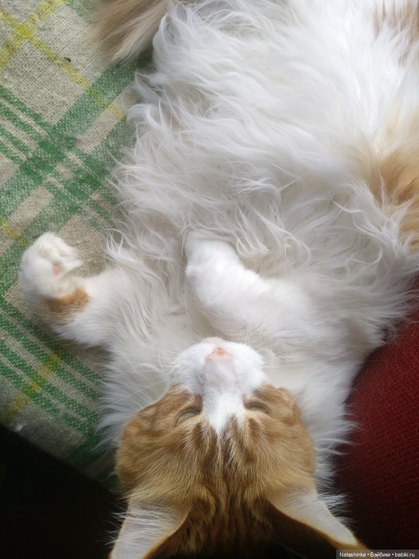 Fashion Dolls 67 — Куклы Звезды подиума (Angel Collection): шарнирные