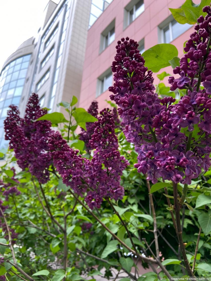 Fashion Dolls 67 — Куклы Звезды подиума (Angel Collection): шарнирные (фото 4)