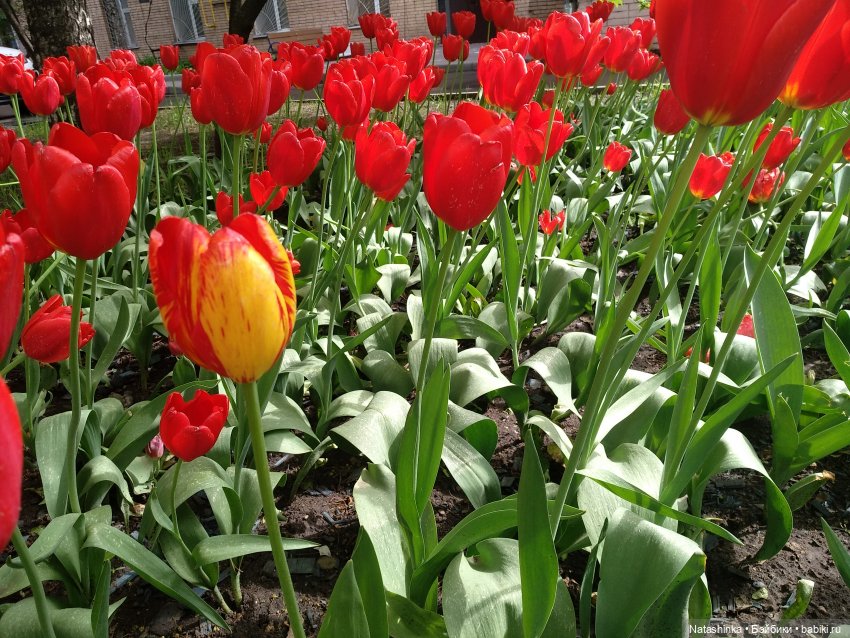 Fashion Dolls 67 — Куклы Звезды подиума (Angel Collection): шарнирные (фото 7)