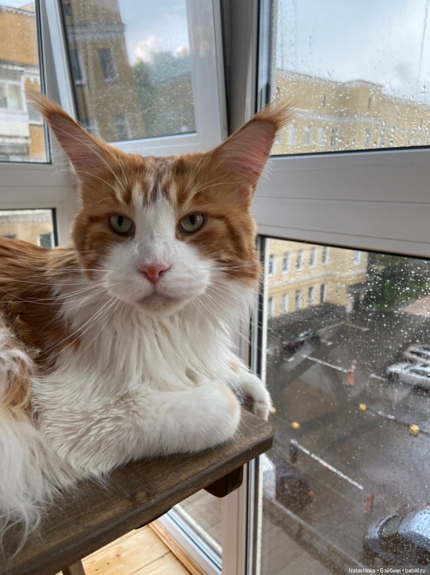 Fashion Dolls 80 — Куклы Звезды подиума (Angel Collection): шарнирные (фото 8)