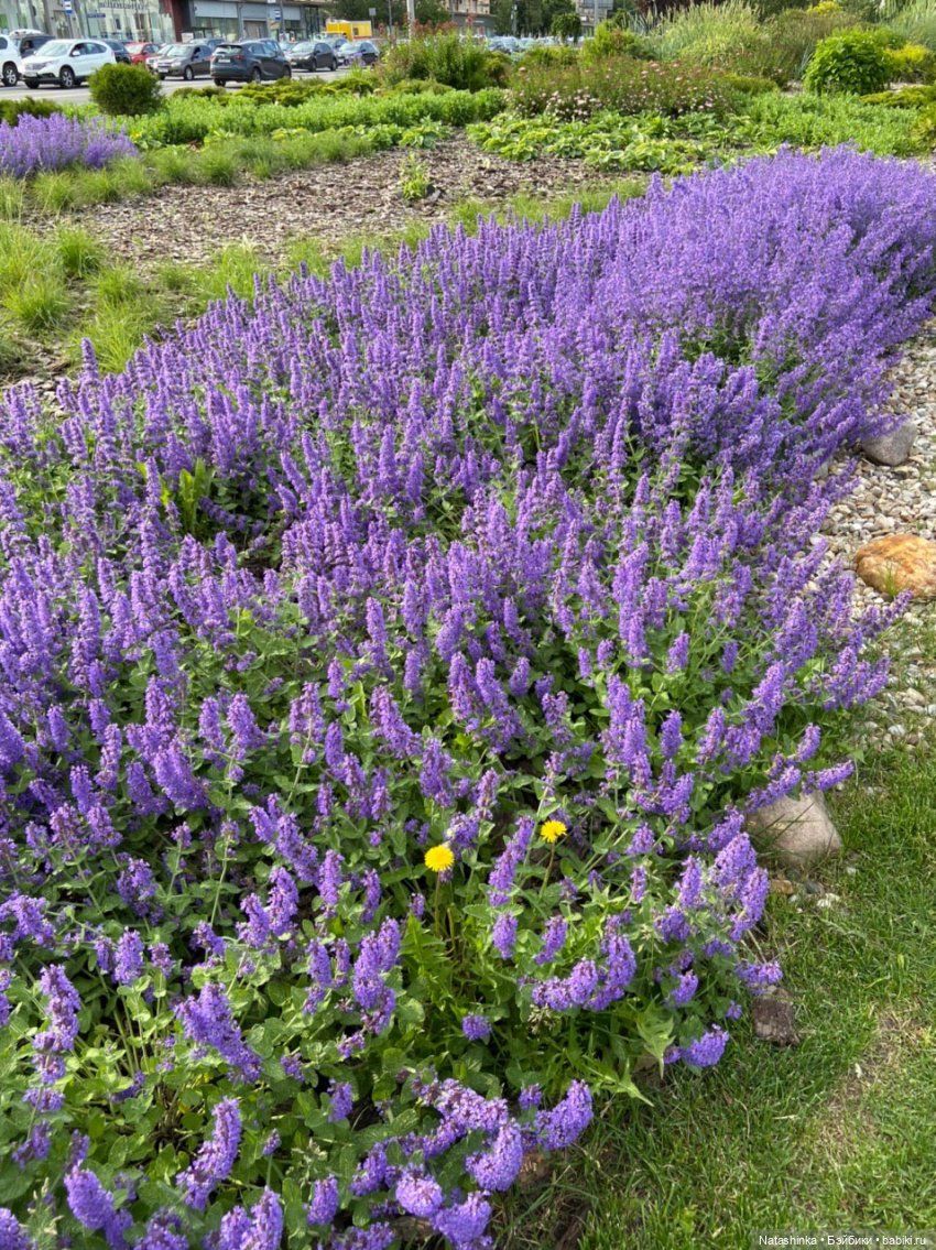 Fashion Dolls 81 — Куклы Звезды подиума (Angel Collection): шарнирные (фото 2)